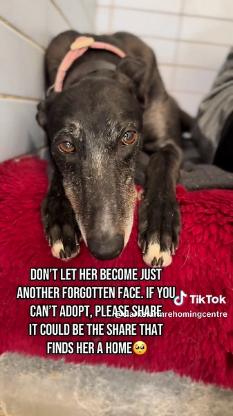 Meet Sprinkles: The Joyful Greyhound Companion