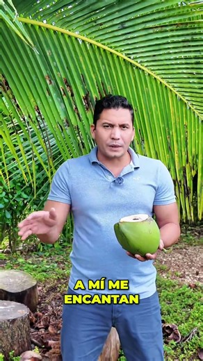 This coconut is the BEST I've ever tasted 🌴💚 Sweet and easy to open