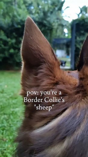 11K views · 180 reactions | Do you know why some Border Collies love...