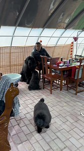 狗界大小王，可愛日常互動