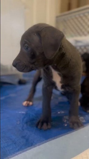 🚨 Cue the dramatic SPCA commercial music 🚨 11 babies made their way all the way from the SC to DE