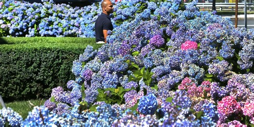 Hydrangea craze sweeps Eastern Seaboard due to winter’s strong El Nino