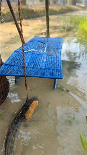 Amazing rat cage traps for shoal catching#fish_traps#shorts