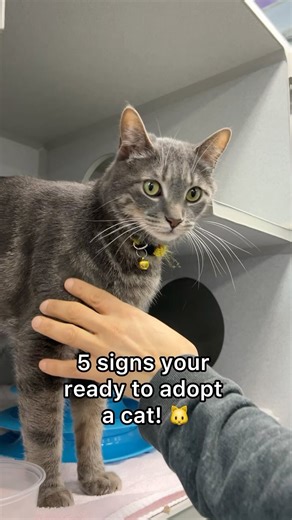 1.9K views · 83 reactions | Adopting a cat is a major commitment, but it doesn’t have to be a scary one. Head to our link for the signs you’re ready to add a feline to your family. ‍⬛ | Adopt a Pet | Facebook