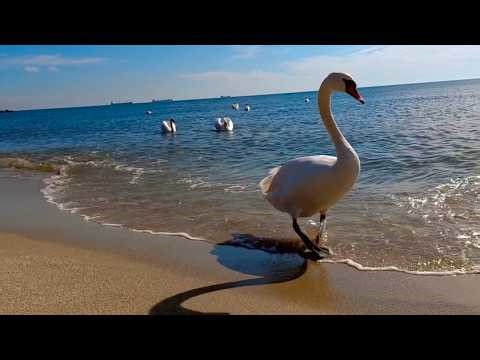 Varna Seaside Walk | Sea Garden & a Peaceful Swan (4K)