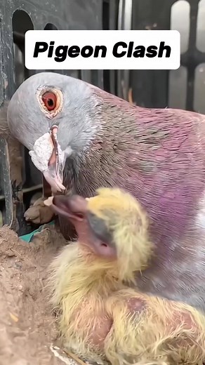 Best Moment 💝🥰 Pigeon Clash #pigeonclash #racingpigeons #pigeonbaby #babyfeeding #pigeon