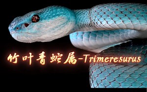 【图鉴】竹叶青属Trimeresurus（重制）