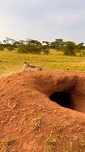 The warthog tries with all its might to #animal #facts #shorts | Reel Fact