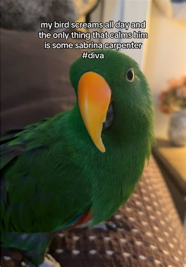 Understanding Beak Trimming in Eclectus Parrots
