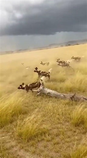 Wild Dogs vs Gazelle: Savannah Chase Drama #wildlife #nature #safari #wilddogs #gazelle