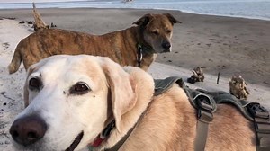 3.4K views · 868 reactions | Wastin' away again in Barkaritaville | 2 Traveling Dogs | Facebook