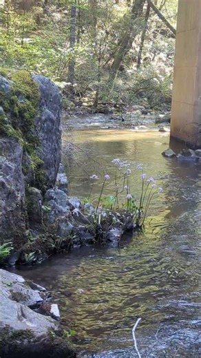 California yuba River #nature #lifeisbutadream