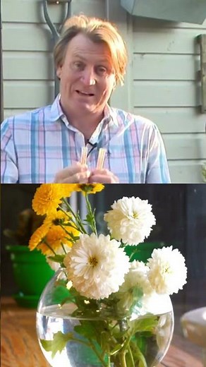 How to feed cut flowers