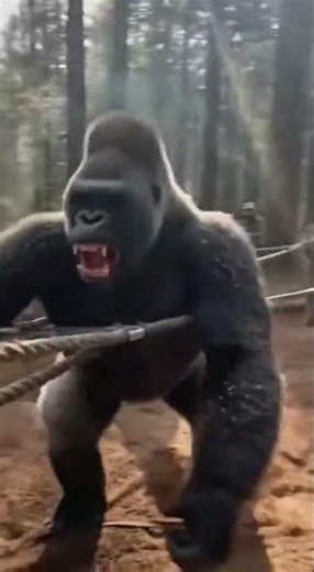 Human vs. Giant Gorilla: The Most Intense Battle Ever Witnessed #wildlife #nature #adventure