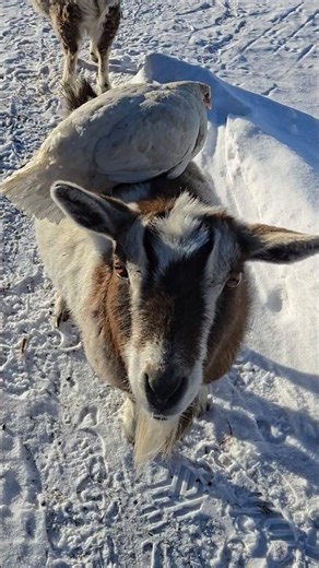 Homestead animals are hilarious #homesteadlife #offgrid #farming