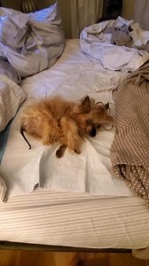 Classic Eddie Saturday #eddiesranch #eddie #yorkie #morning | Eddie on Wheels