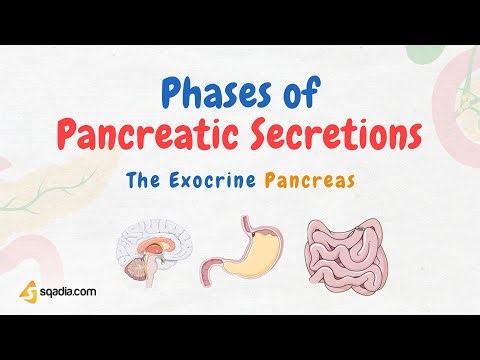 The Exocrine Pancreas | Phases of Pancreatic Secretions