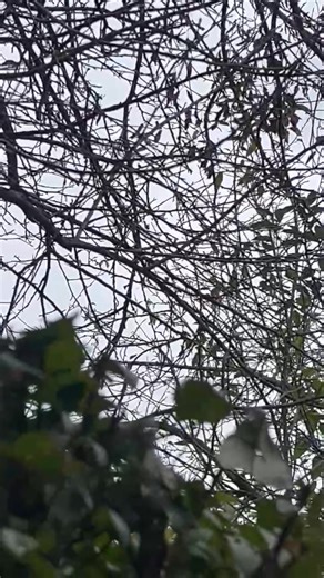 Honestly this is my first time seeing a wood pecker … except for on TV .. wow .. I had to capture the view 🥰😘…🍫 | Jacqueline Moore