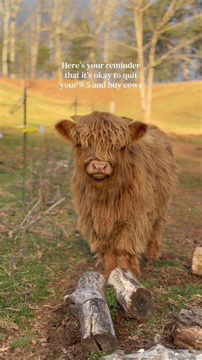 Best decision I ever made! #highlandhillsfarm #highlandcow #northcarolina #cows #decisions