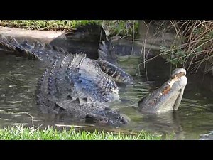 Crocodiles Mating At Australia Zoo 04/06/2022