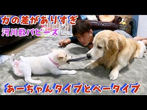 【後編】河川敷パピーズ 力の差がありすぎるので交代制のフリータイム