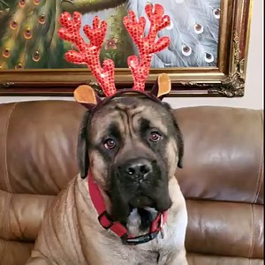 It's almost Christmas! | Hogan's Adventures