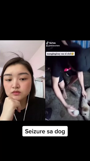 Seizures in Dogs: Causes, Symptoms, and Treatment