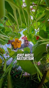 Nasturtium means nose twister in latin, referring to people’s reaction upon tasting the flowers. However, there are many ways to make it taste absolutely delicious and not waste any part of it. The flowers and leaves are a great source of vitamin C and iron and the seeds were used for a substitute for pepper during World War II. NASTURTIUM LEAVES VELLUTATA: - 15/20 x nasturtium leaves - Any vegetables you like - 3 x Tbsp oat cream - Olive oil - Optional: old bread crutons *keep some flowers to d