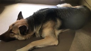 14K views · 112 reactions | ✔️Rescued by Westside German Shepherd...