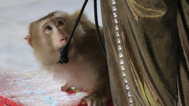 Animals in entertainment - Animals Asia