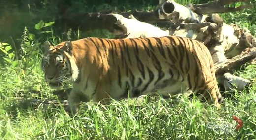 Edmonton zoo opens new habitat for endangered tigers
