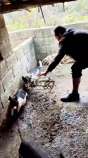 Farmer’s Handmade Bamboo Cage，A Smart and Skillful Way to Catch Piglets.