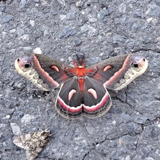 Hyalophora cecropia, the cecropia moth, warming up its wings in the morning sun.
