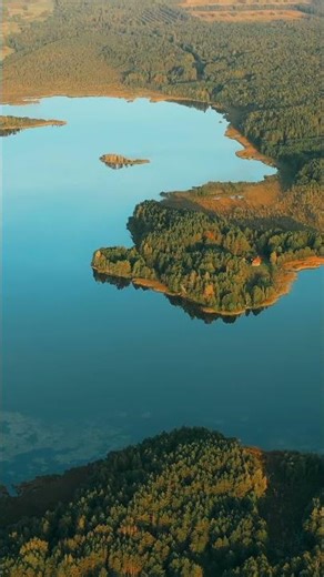 Green Coniferous Forest 🌲 | Peaceful Nature Scenery 2025 | Relaxing Forest View for Calm & Focus