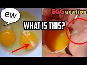 What is the white stuff on eggs? [The Daily Egg 187]