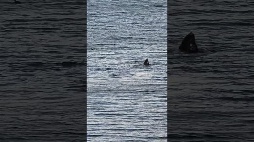 Miracle Gray Whales feeding on Tscha-kole-chy (Whidbey Island) Penn Cove, WA. 12-21-25 #whales | Tom DiNardo
