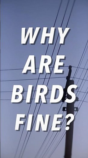 How do birds survive power lines?