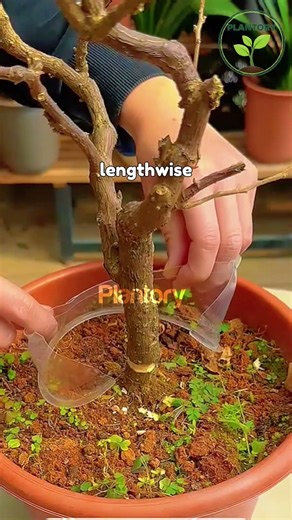How to Save a Dying Plant with Air Layering 🌱 | Easy Propagation Method #Plantory#airlayering