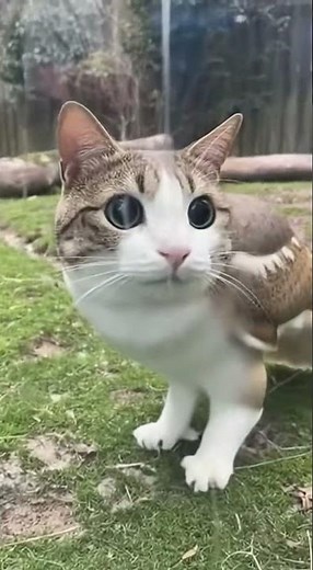 Meowl 33 #meowl #catlover