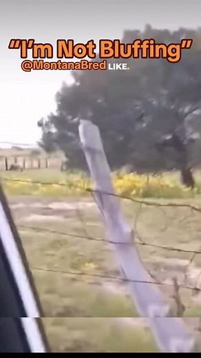 Angry Bull Chasing Truck! #angry #bull #toro #chasing #truck #angrybull #bulls #livestock #cow #cattleranch #fyp #fyf #foryourpage #foryourfeed #foryou #foryoupage #viral #viralvideo