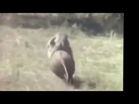 Monkeys Riding a Wild Boar - Donkey Kong Country