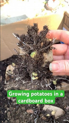 Growing store-bought potatoes in a cardboard box (I only had one box🤣) #gardening #plants #potato