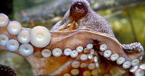 Check out This Stretchable Cloaking Device Modeled After Octopus Skin