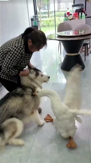 This swan is very angry on this dog 😂 |Fighting together like enemies | #shorts #new