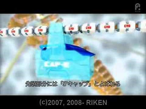 セントラルドグマ ～ゲノム情報からタンパク質ができるまで～ / The Central Dogma