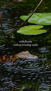 236K views · 2.2K reactions | The sounds of the Florida Wildlife...