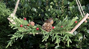 “Making Spirits Bright” - The Carolina Wren | Libby’s Backyard Wildlife Habitat