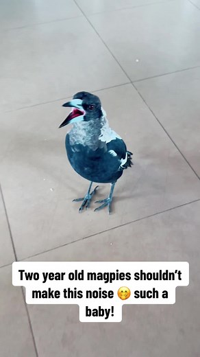 Adorable Baby Magpie Making Cute Sounds | BurdTheMagpie TikTok