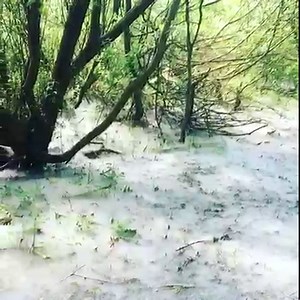3K views · 82 reactions | Tree-mendous! In a sheltered willow copse, seeds from the trees have fallen undisturbed, creating a magical scene... #trees #nature #springwatch | BBC Science News | Facebook