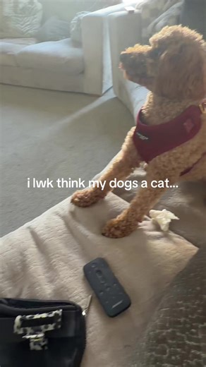 Secret acc 🙈🫰🩷 (@bringback_summer1)’s videos with BibuBears - bibubears 🧸